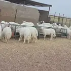 خرفان ذبح للبيع العدد 60 راس مغلق