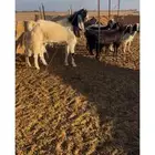 معزا دفع ومضاريع