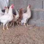 اربعة ديكه لوهمان