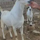 تيس فحل بيشي فاخر