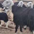 للبيع طلي نجدي صنف شرط القريع