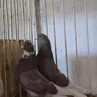 جوز قطايف حمر درع صافي من طيور الهزاع