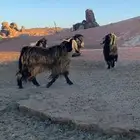 فحول ثنيان تأسيس مراح الون الملكي ومنتجه اتوام