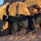 فحول ثنيان تأسيس مراح الون الملكي ومنتجه اتوام