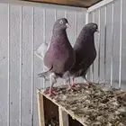 جوز قطايف حمر صوافي معاريف من طيور ابو ناصر سبيت