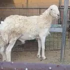 فحل حري صنف