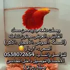 سمك فايتر بأرخص سعر