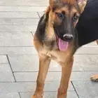 كلاب اليفة حراسة جيرمن مطعمة ومحصنة العمر 5 اشهر