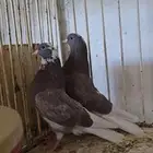 جوز قطايف حمرا درع صافي من طيور الهزع