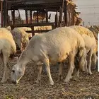 نعجه ورخله للبيع