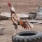 ديك باكستاني