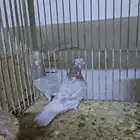 جوز قطايف حرق مميزه طيور معاريف اللبيع مجاهيل