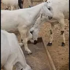 ماعز بيشي فاخر