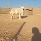 للبيع فحل حوي ثني