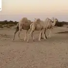 نياق لقحات لها 8 شهور الموقع مهد الذهب