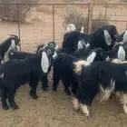 معزاء اغلبها دفيع ومضاريع. وكثرها ادفيغ الموقع مهد الذهب