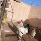 للبيع ديك فرنسي كولمبي