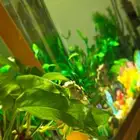 حوض سمك للبيع مع الزبنة