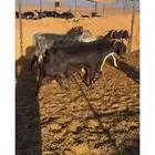 معزا وحده والد والباقي دفع