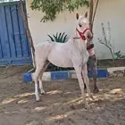 مهره بلامينو شيخه