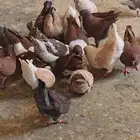 كنق مودينا العدد 10