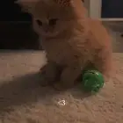 قطه شيرازي بيور انثى