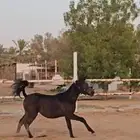 للبيع مهرة 9 اشهر