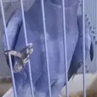 بغبغا دره هولندي ازرق انثئ