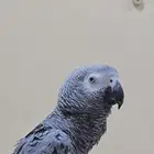 ببغاء كاسكو رمادي   حجم جامبو