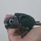 فرخ كنيور بلو شيك