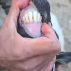 للبيع فحل مشروط الضراب وحار الموقع القرى