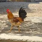 عدد 5 ديك بلدي للبيع