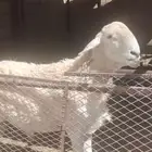 فحل حري صنف مشروط