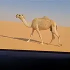 ضروبه طيبه