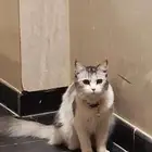 حصلت قطه ضايعة في حي الملقا