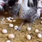 بيض دجاج بادي