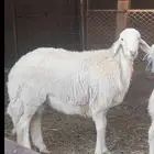 مشروع فحل حري صنف