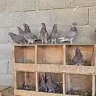 حمام قطايف حمر عشه كامله معاريف الي يبي تعريف ياجي خاص