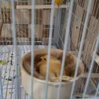 زوج كناري منتج تحته 3فروخ