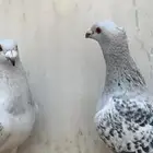 جوز زاجل شذري مستوى قوي