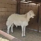 فحل حري صنف الصنف