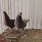 جوز قطايف حمر صوافي معاريف الي يبي تعريف ياجي خاص