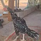 دجاجه سنديه منتجه للبيع