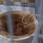 زوج كناري منتج تحته 3فروخ