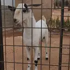 فحل بيشي فاخر