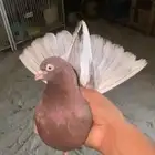 ذكر حمر صوافي خصم