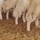 ذبايح نعيم حري تيوس