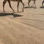 عشرا شقحا كفو للبيع