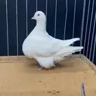 انثى فرش لمون