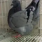 اناثي فرشات